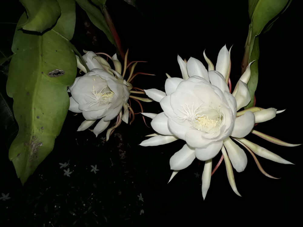 Image of Kadupul Flower - The Most Rare and Exotic Flowers | TN Nursery