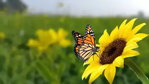 Monarch Butterfly on Sunflower - 10 Ideas To Attract Wildlife