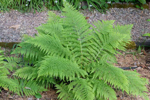 Lush green native fern with feathery fronds in garden setting