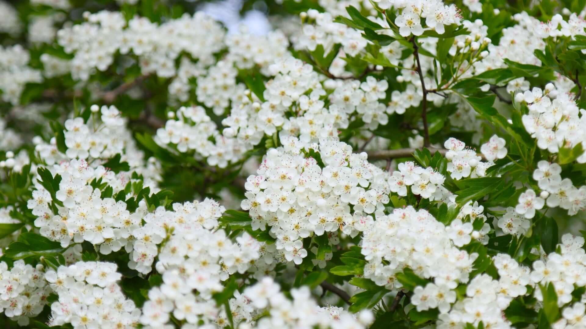 Delicate white blossoms with yellow centers on white flowering tree