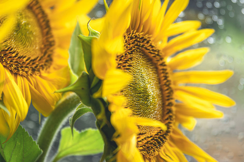 Guide to Planting Maximilian Sunflower: Tips & Benefits