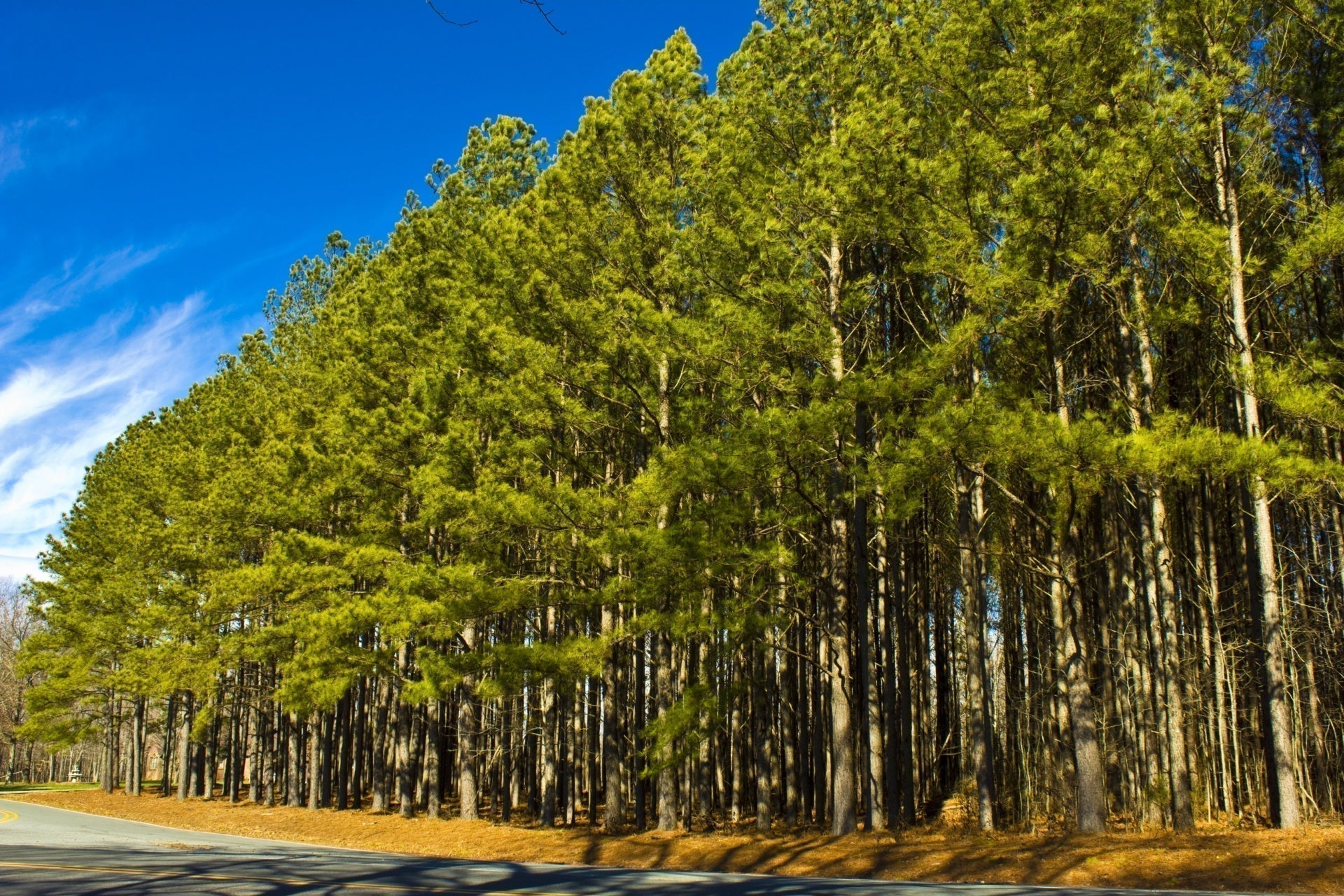 Tall slender pine trees ideal for privacy hedges against blue sky