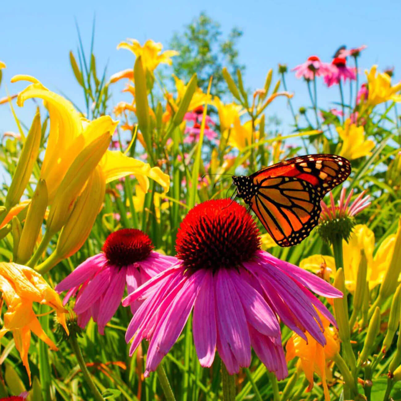 Monarch butterfly on pink coneflower in lush shade garden