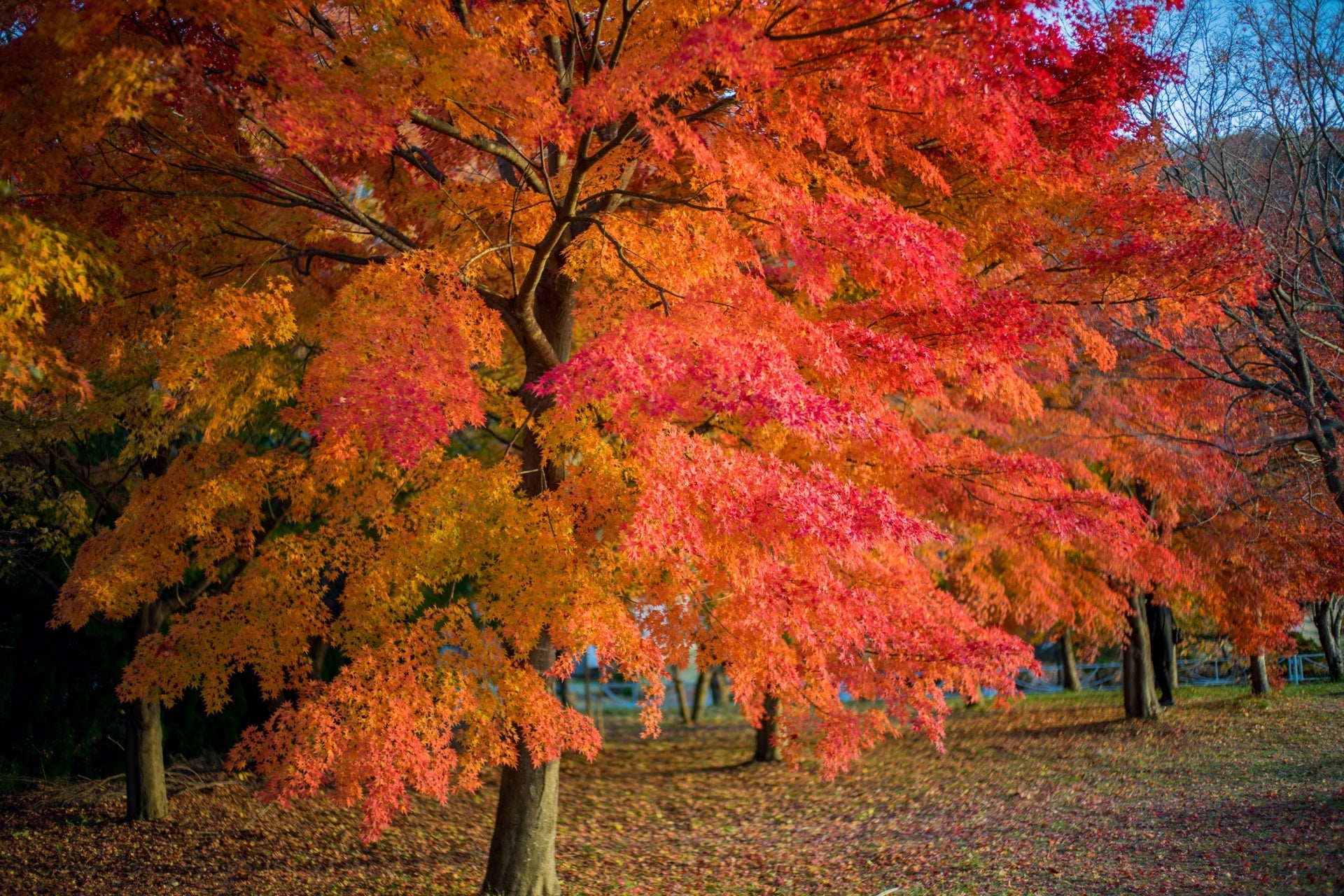 Red Maple Trees' Most asked Questions