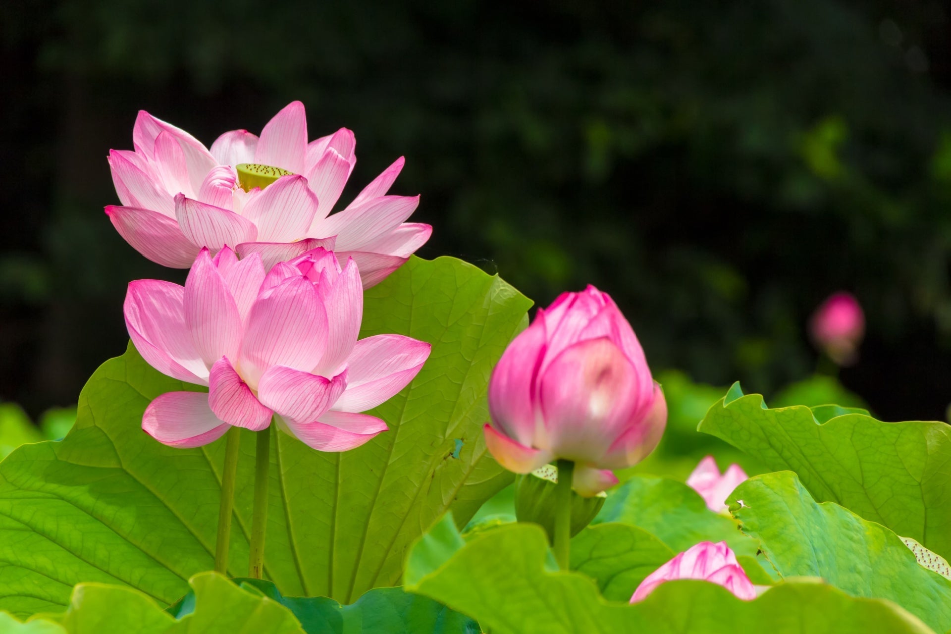 Pink lotus flowers with delicate petals and vibrant green leaves