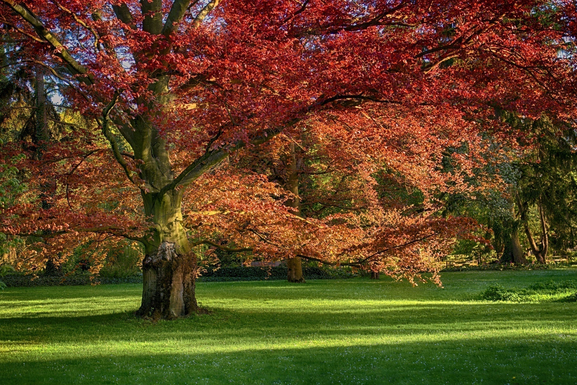 Red Oak Tree: A Majestic Shade Tree