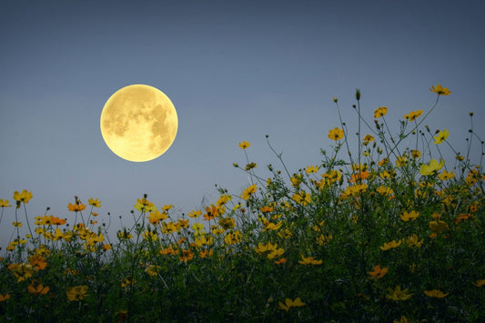 Moon garden
