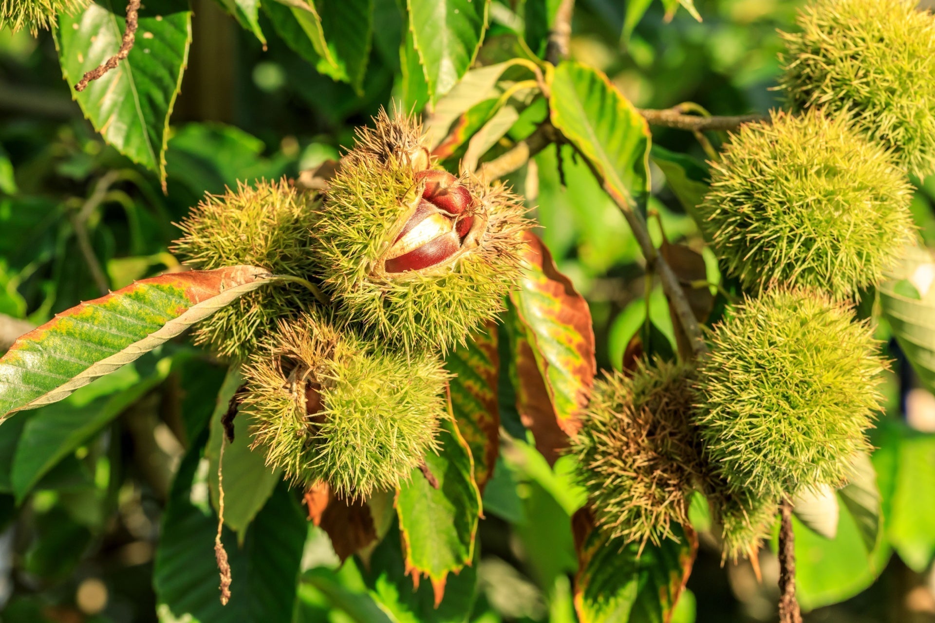 Green spiky Chinese chestnut burrs cracked open revealing reddish-brown nut on branches