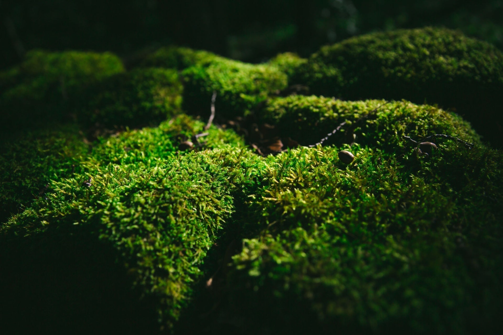 Eco-Friendly Alternative: Moss for Your Lawn