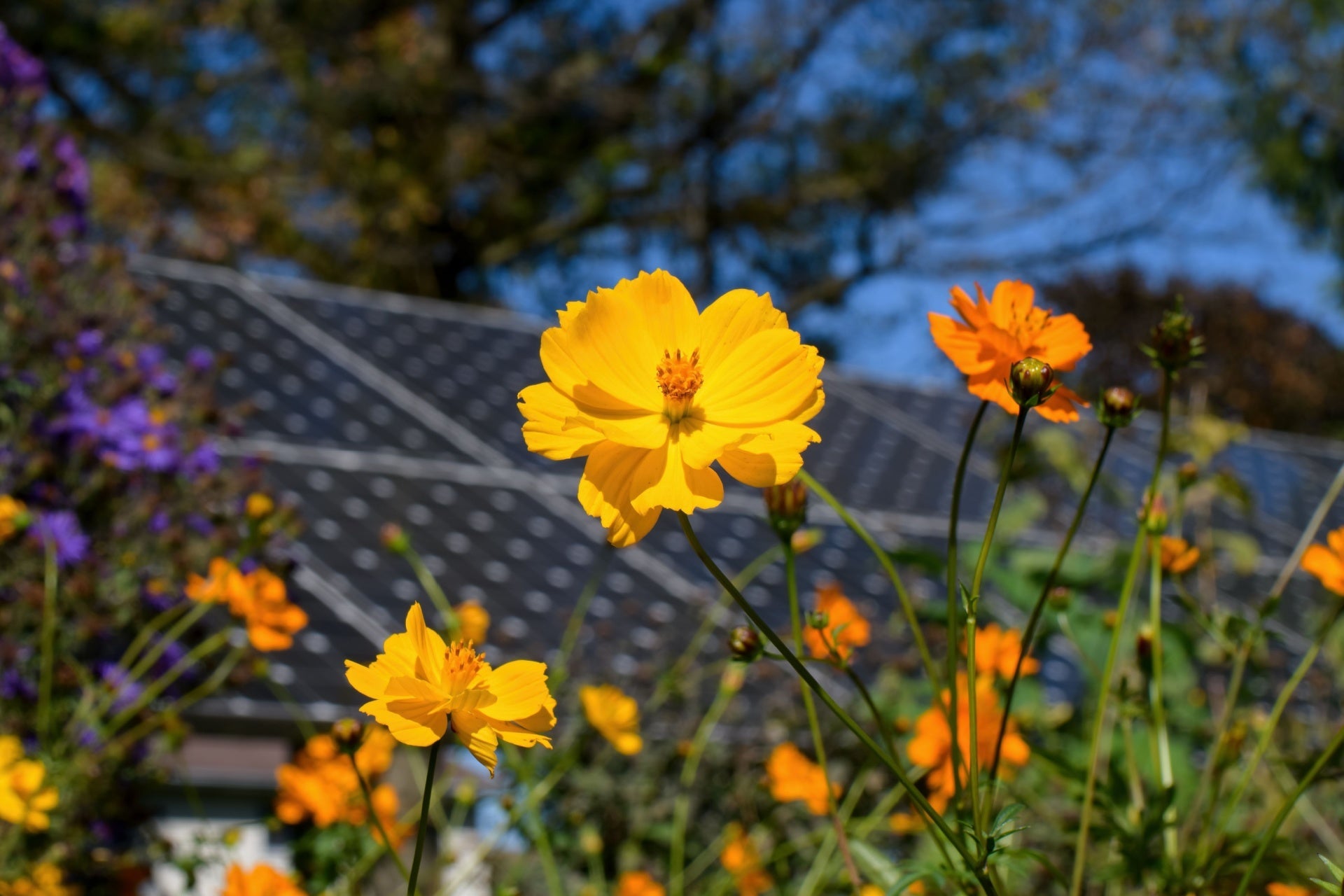 Sun Perennial