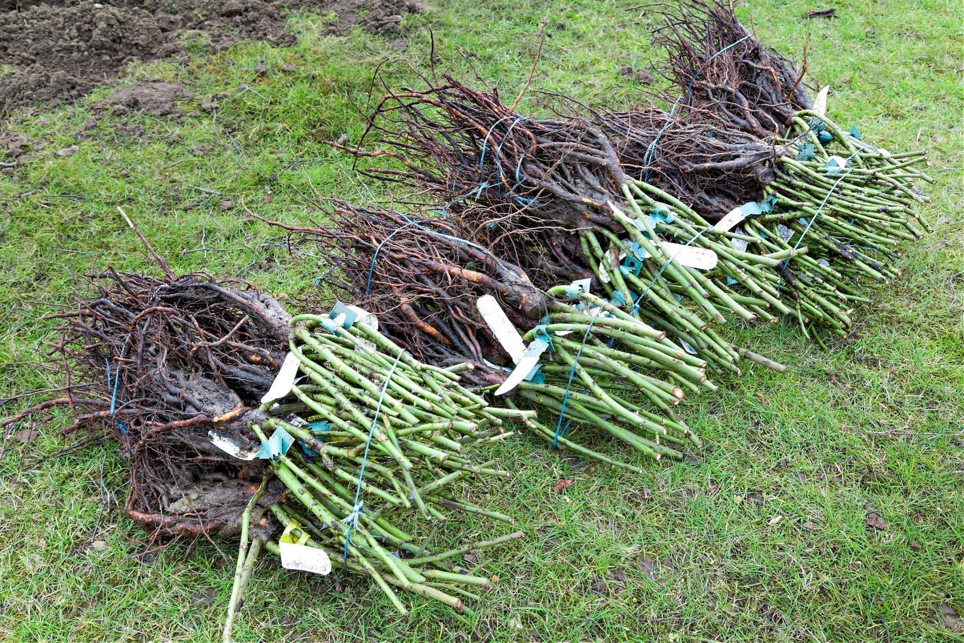 Bundles of bare root green rose cuttings tied with blue twine and tagged
