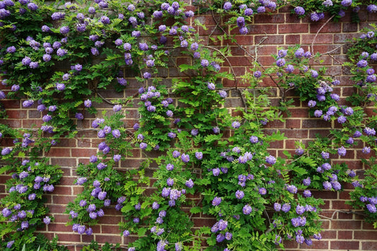 Four-Season Interest In The Garden