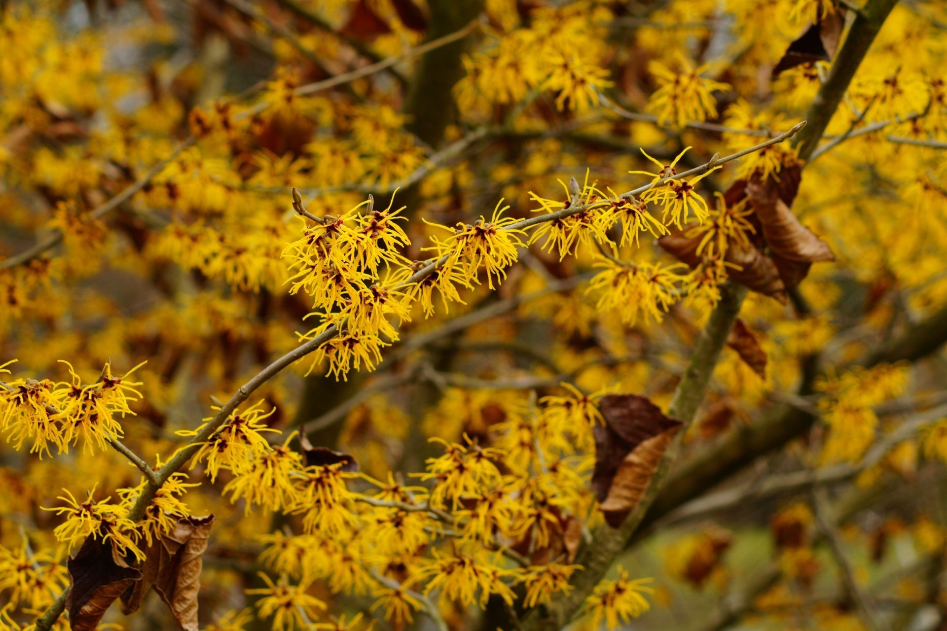 Enchanting Witch Hazel Shrub