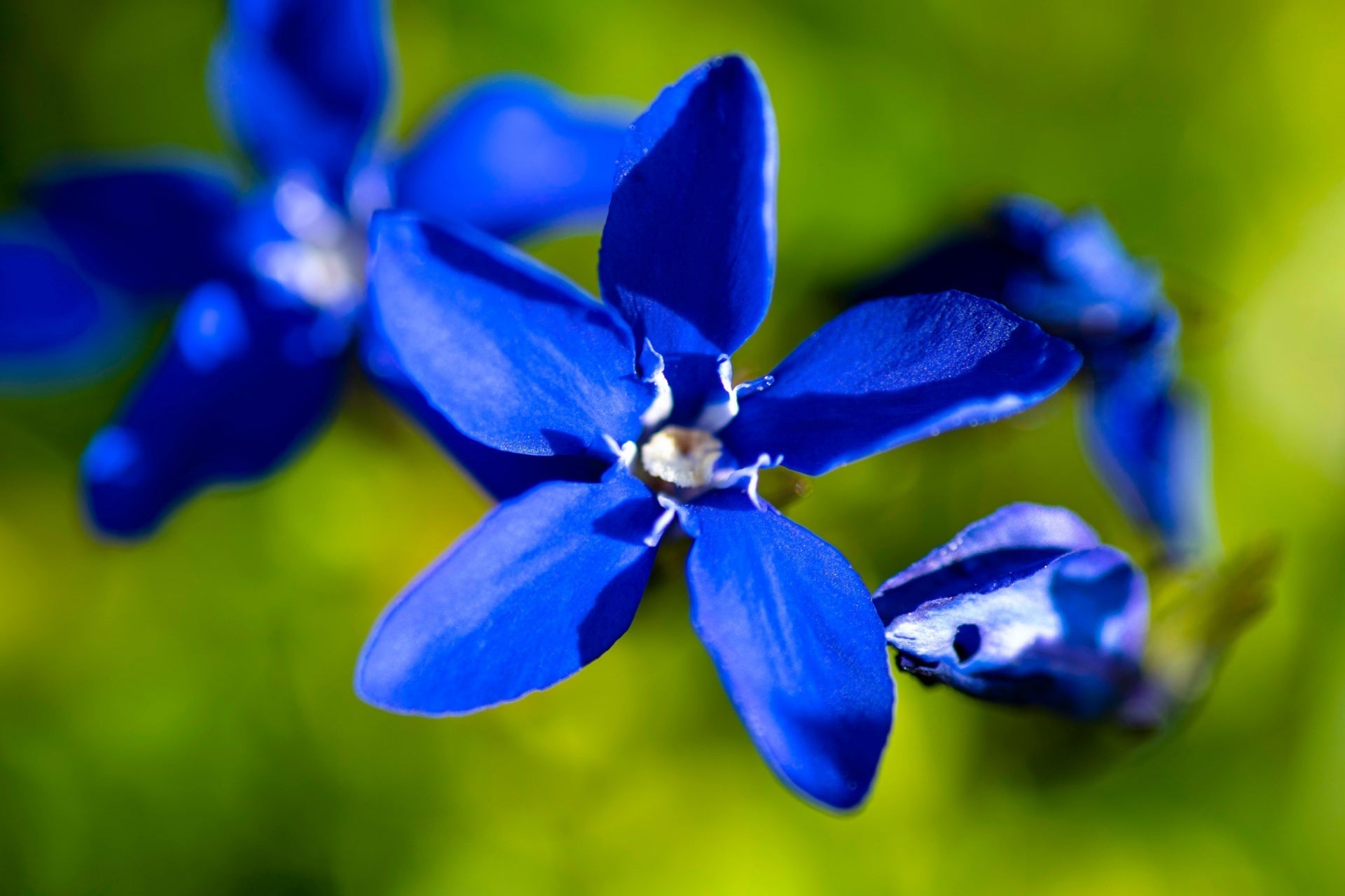The Quiet Power of Blue Flowers in Native Gardening