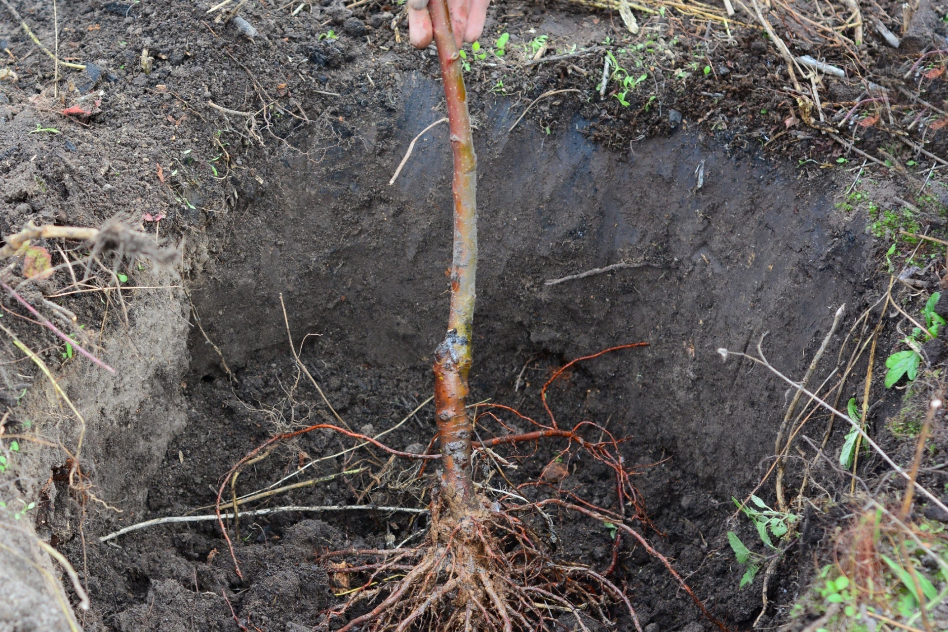 Why Plant Bare Root Trees During the Dormant Season?