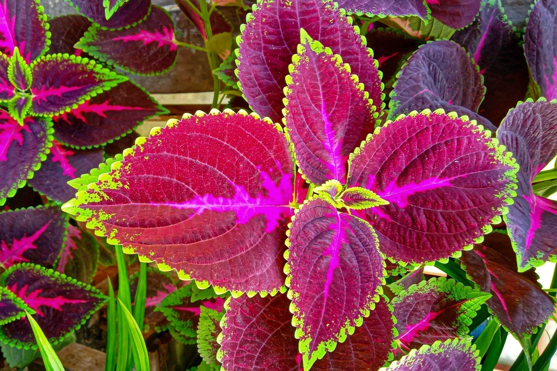 coleus plant