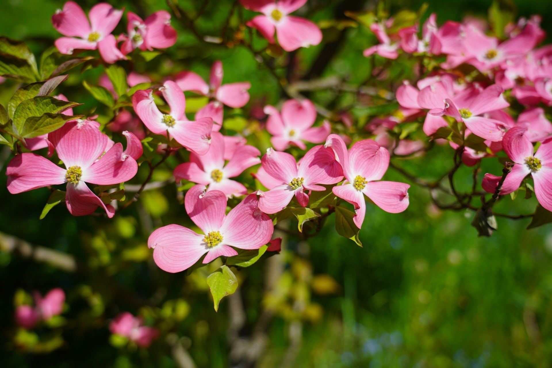 Red Flowering Dogwood Elegance