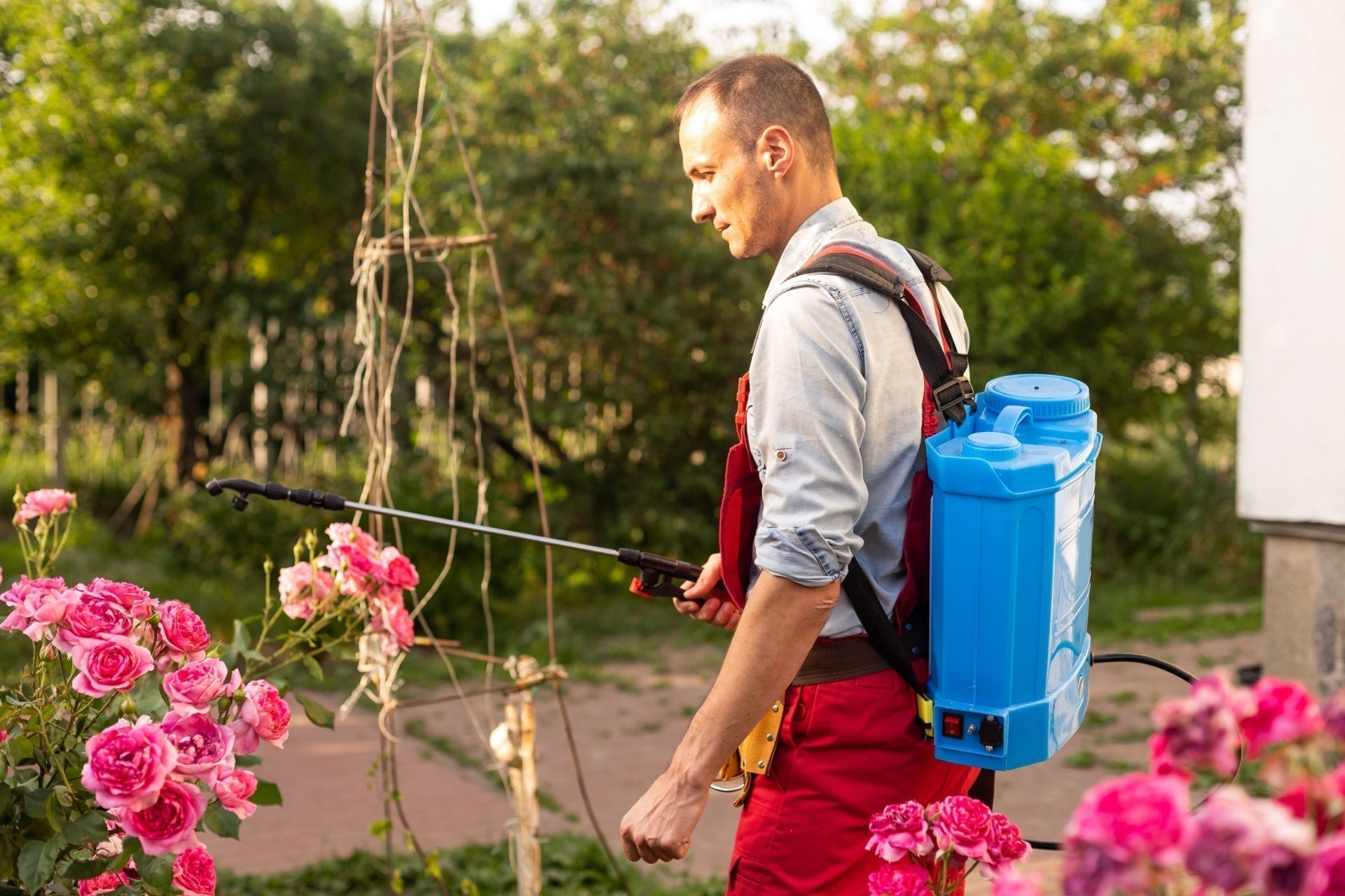 7 Common Spring Plant Diseases