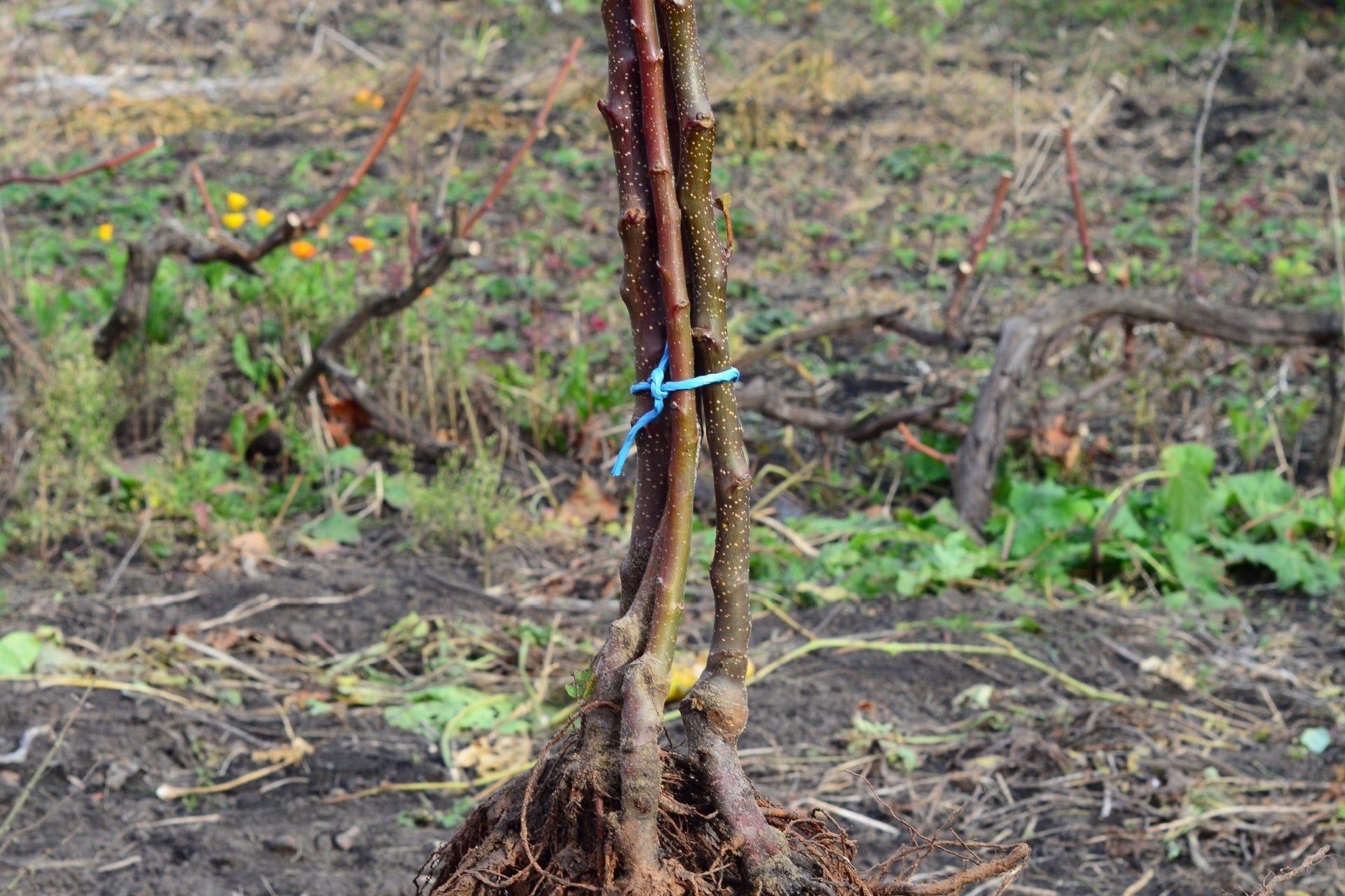 What Are the Benefits of Planting Bare Root Trees in Winter?