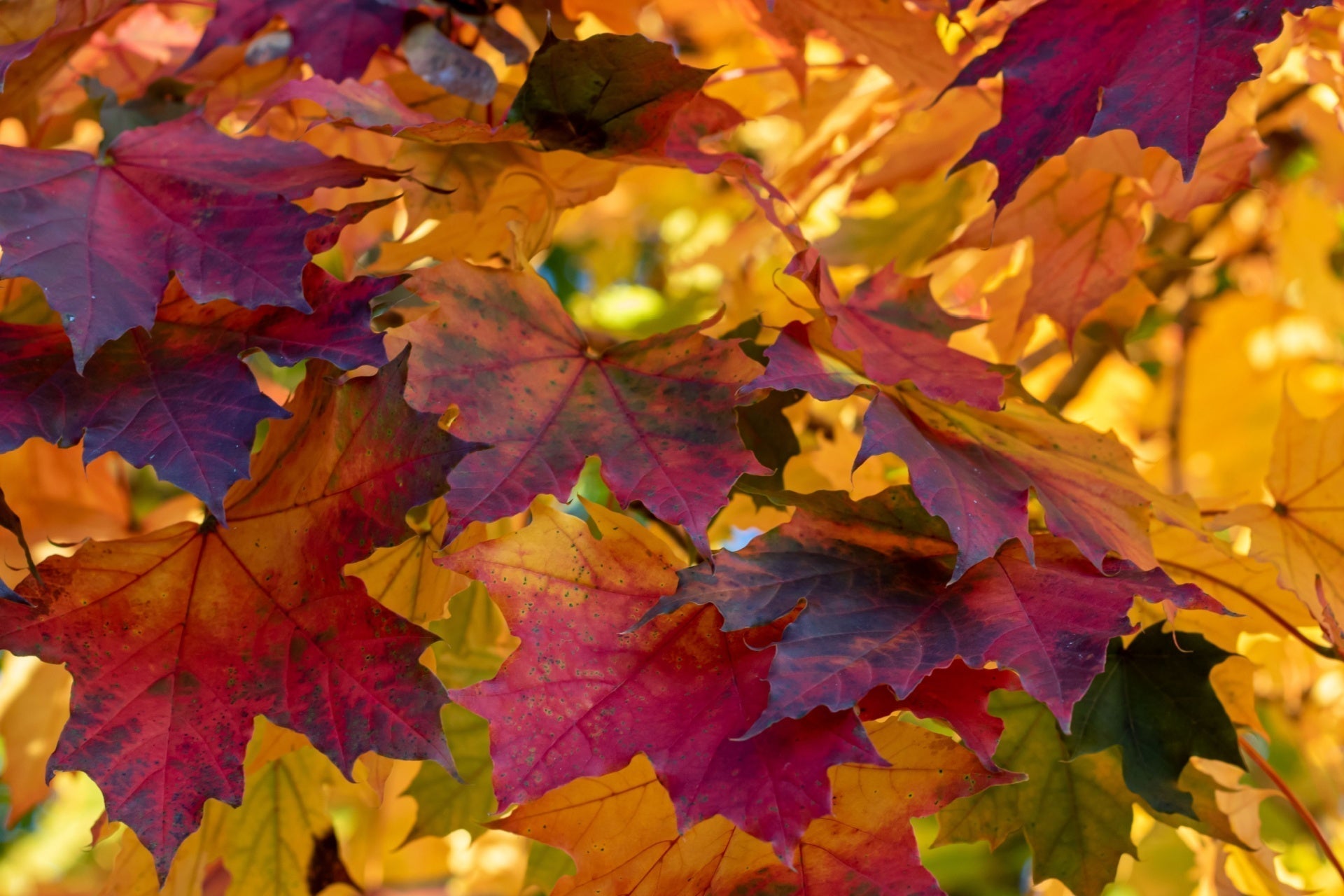 Fall Leaves Makes Compost Gold