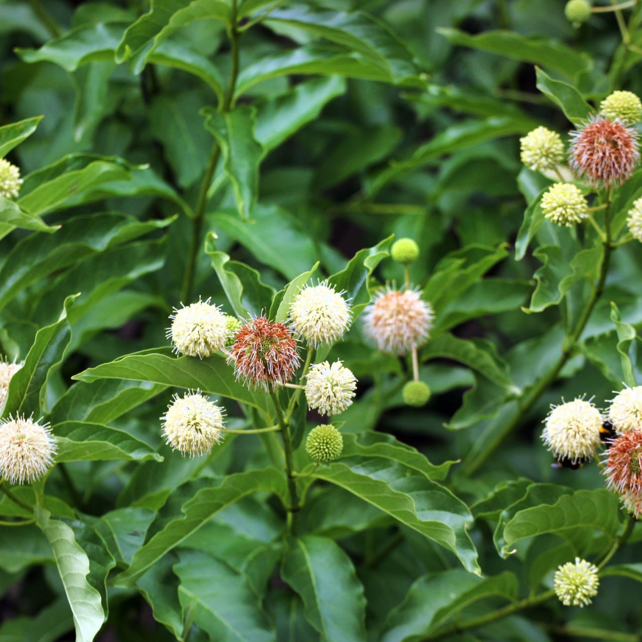 White reddish-brown spherical flowers with feathery bracts on live tree stakes