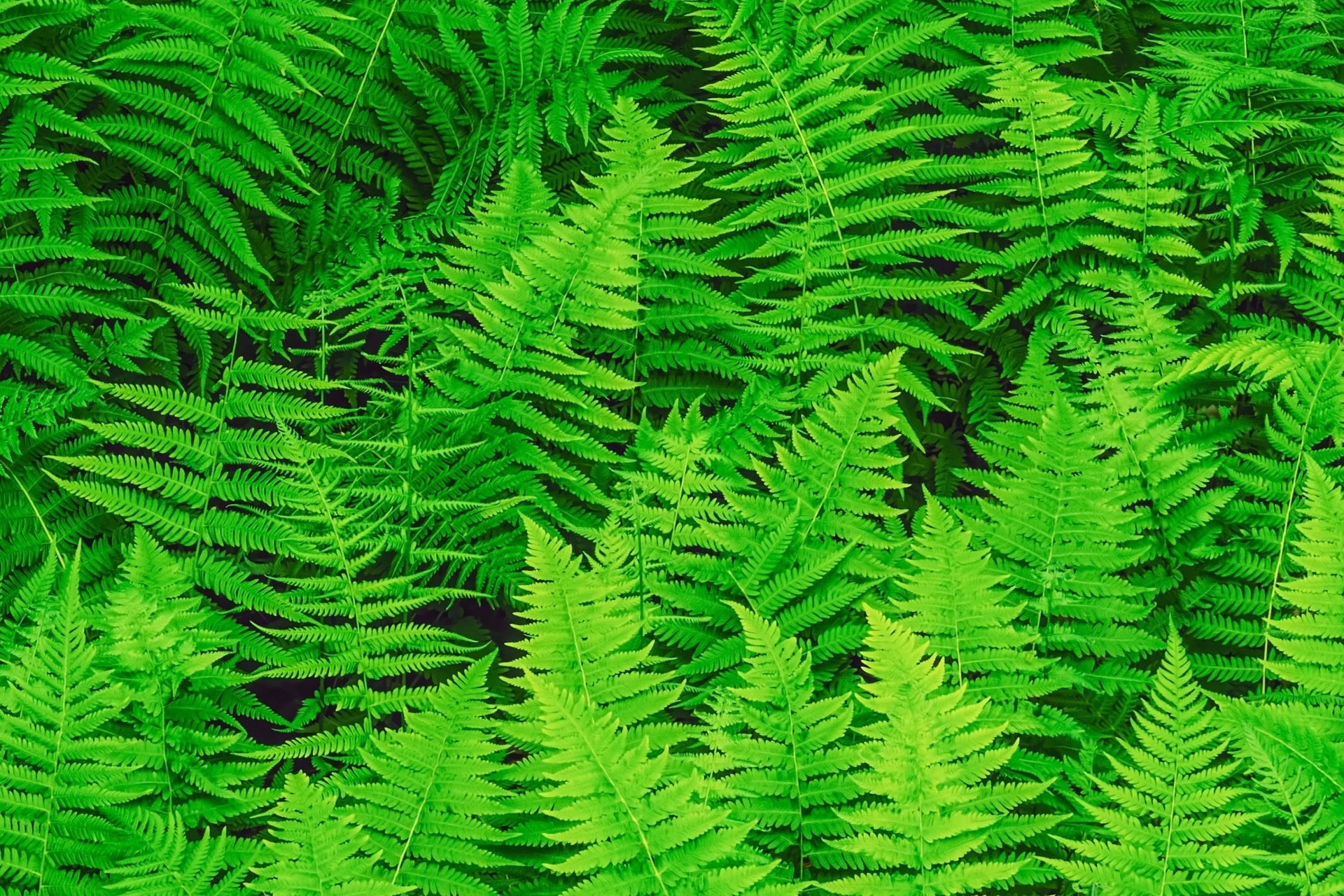 All About New York Ferns: Growth and Identification