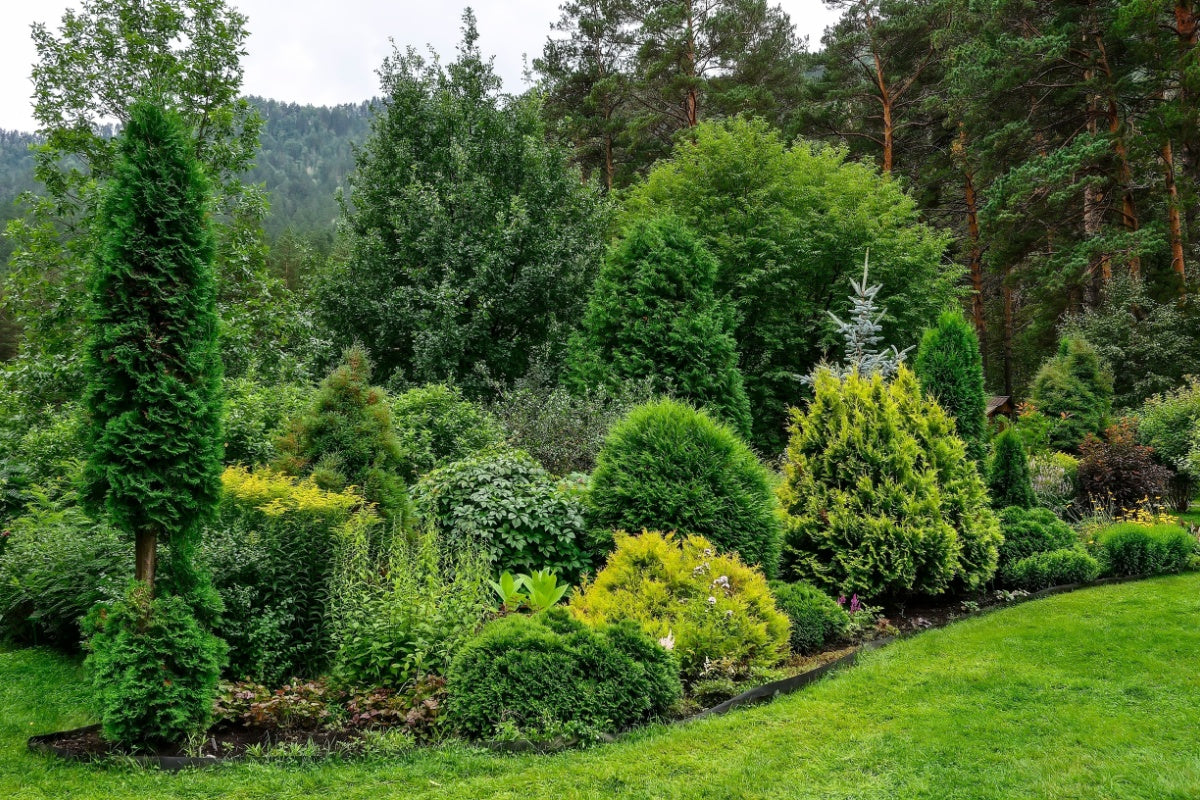 Native Connections - Wildlife-Friendly Garden Plants