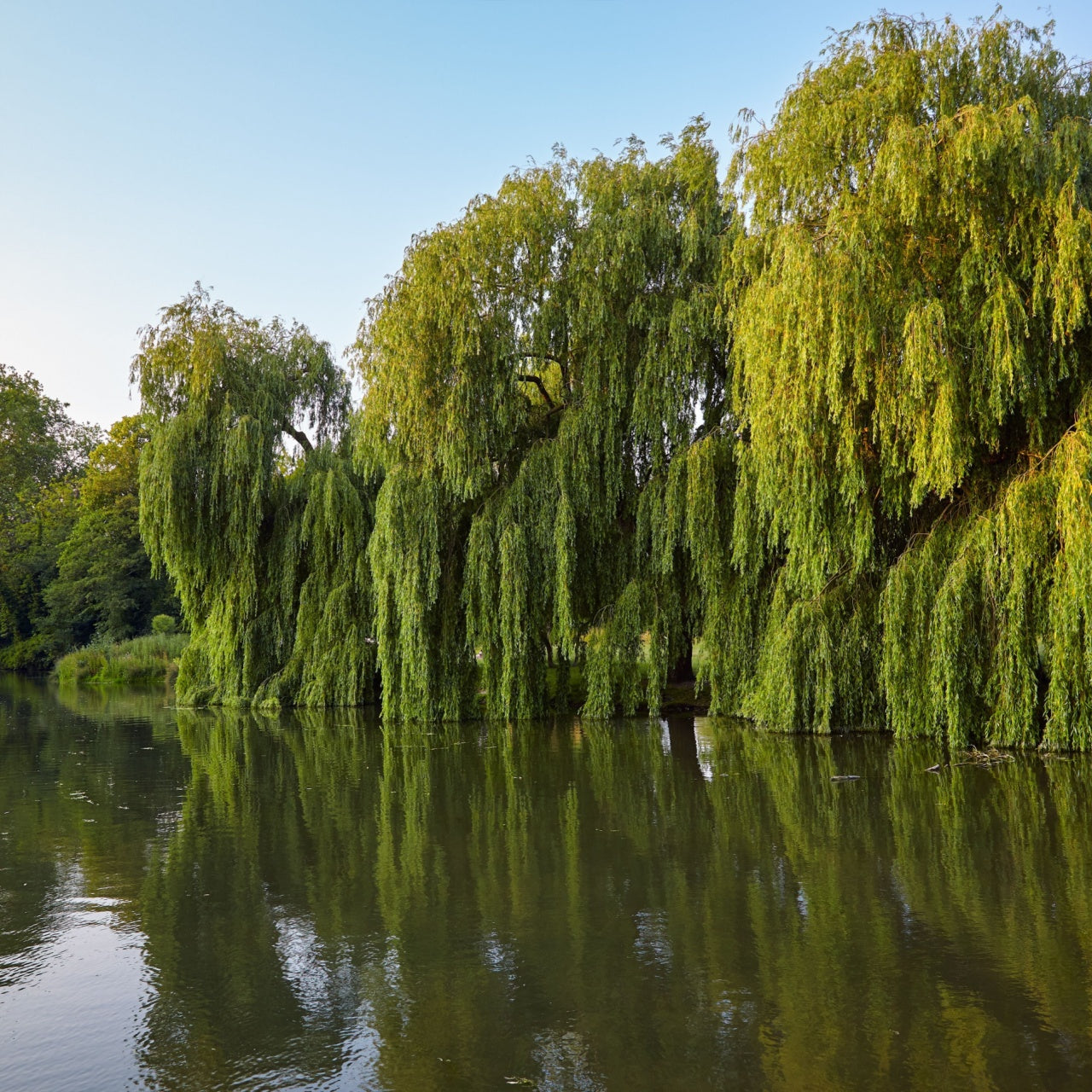 Lush weeping willow trees with cascading branches reflect in calm water