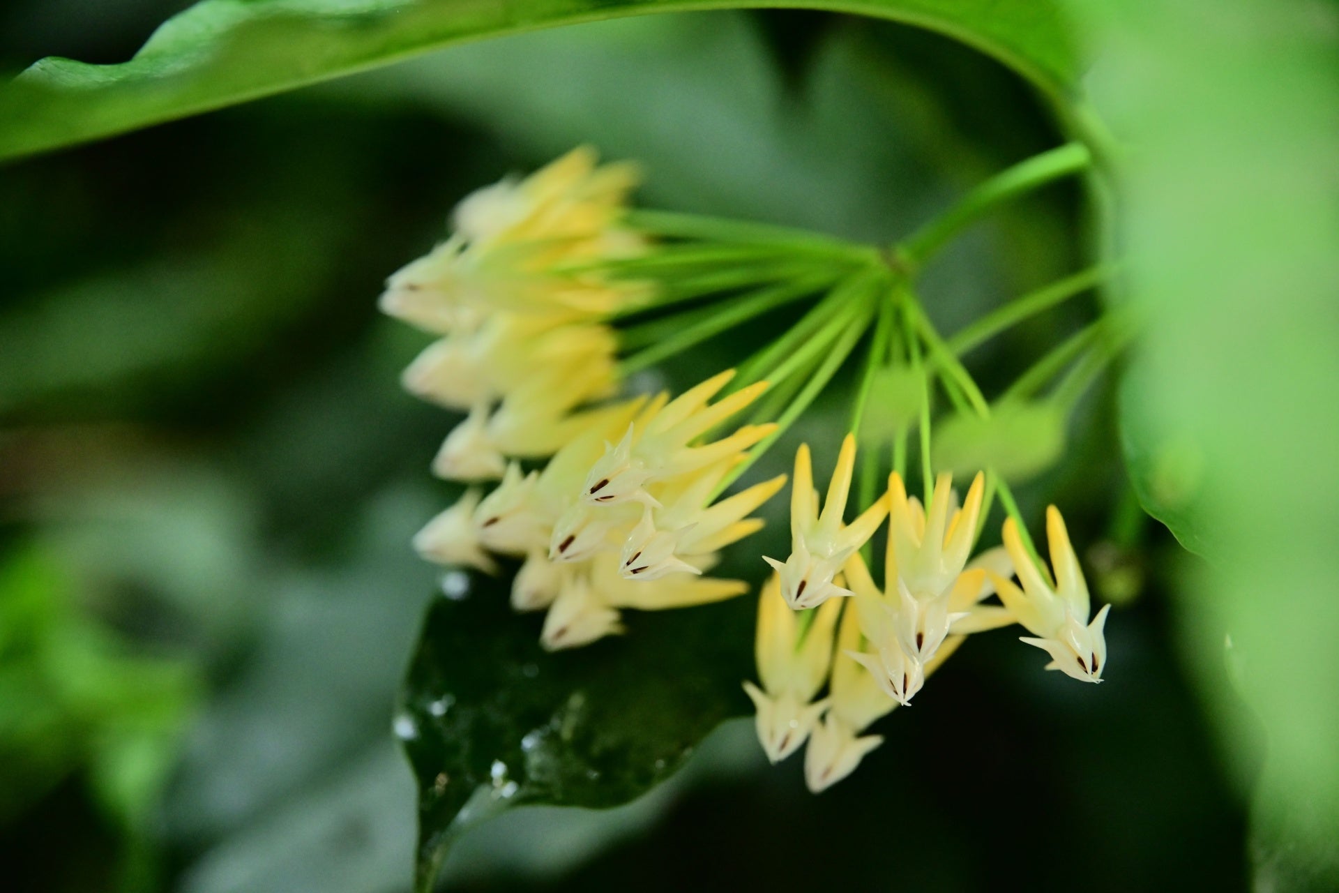 Beauty of the Shooting Star Plant - A Springtime Showstopper