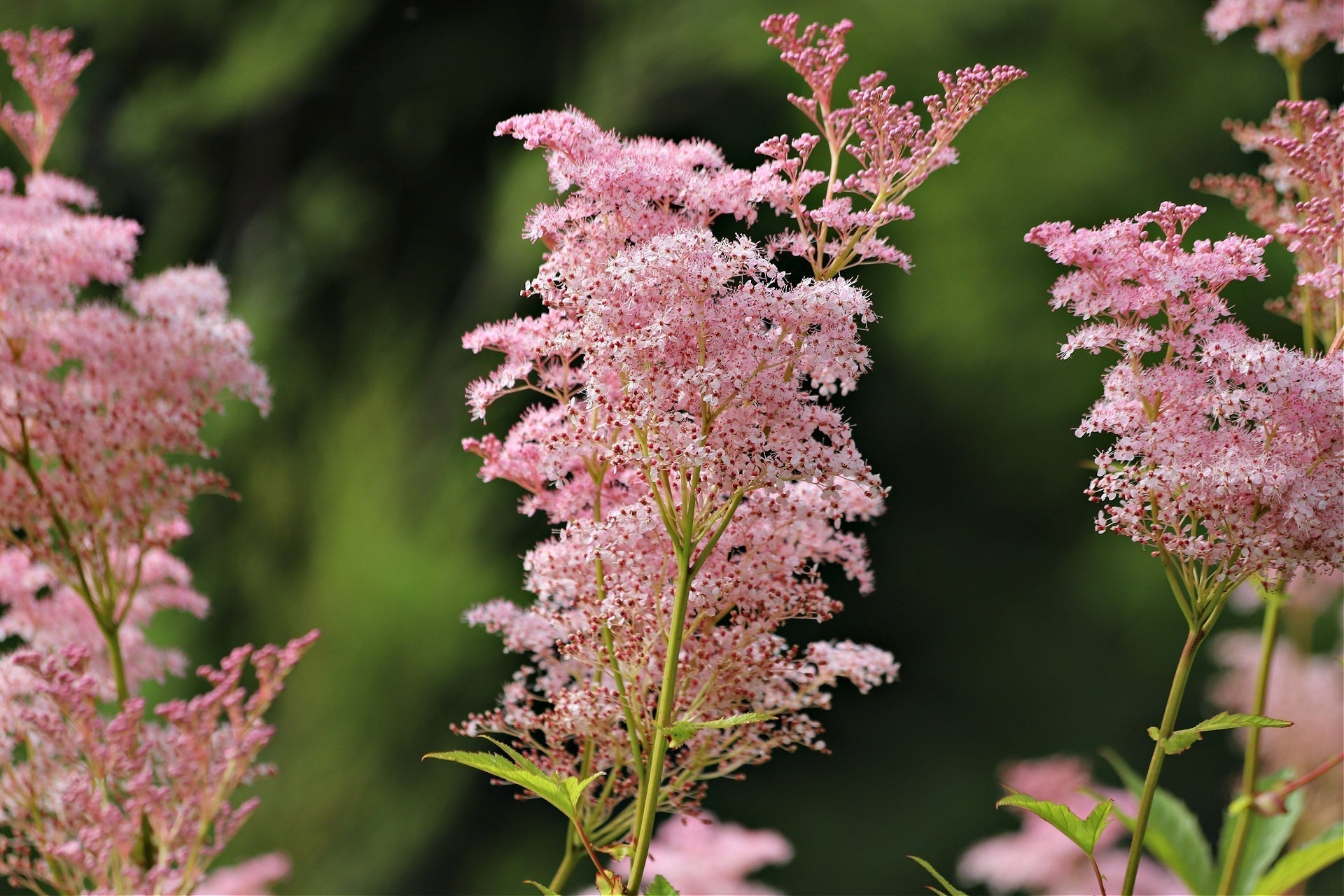 Native Pink Flowers for Beautiful Gardens