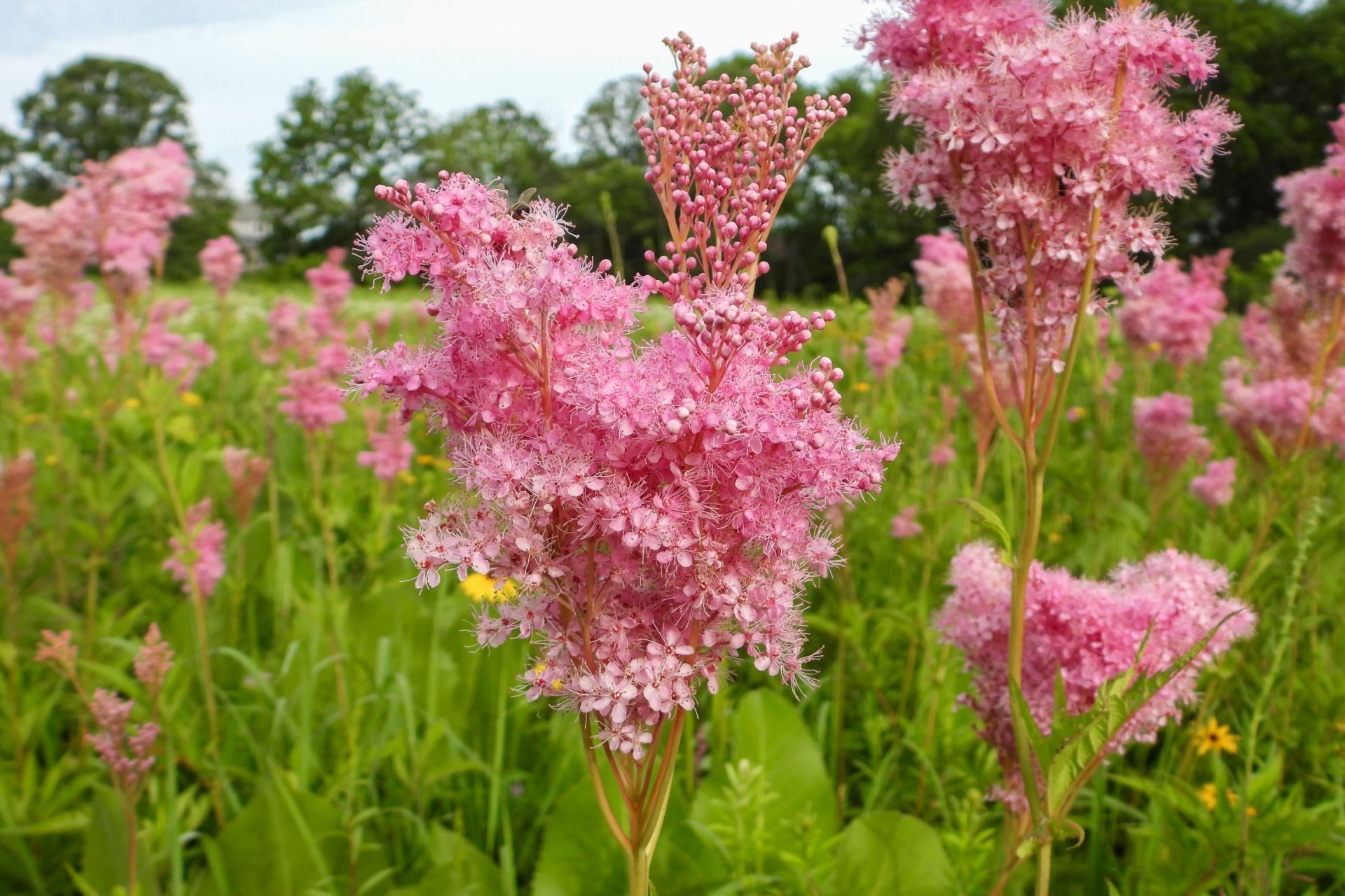 The Ultimate Native Plant Care Guide