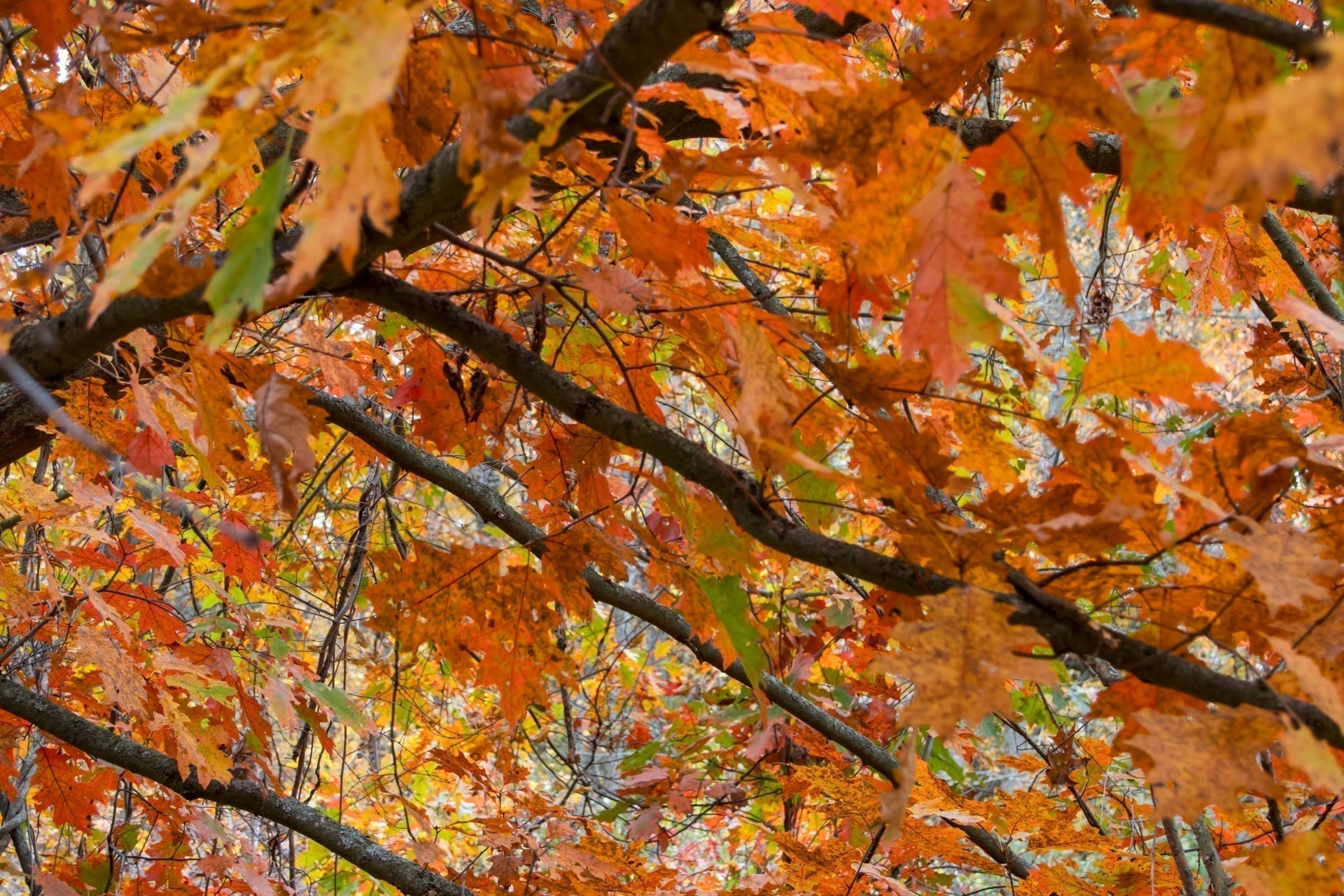 Pin Oak: A Hardy, Fast-Growing Shade Tree