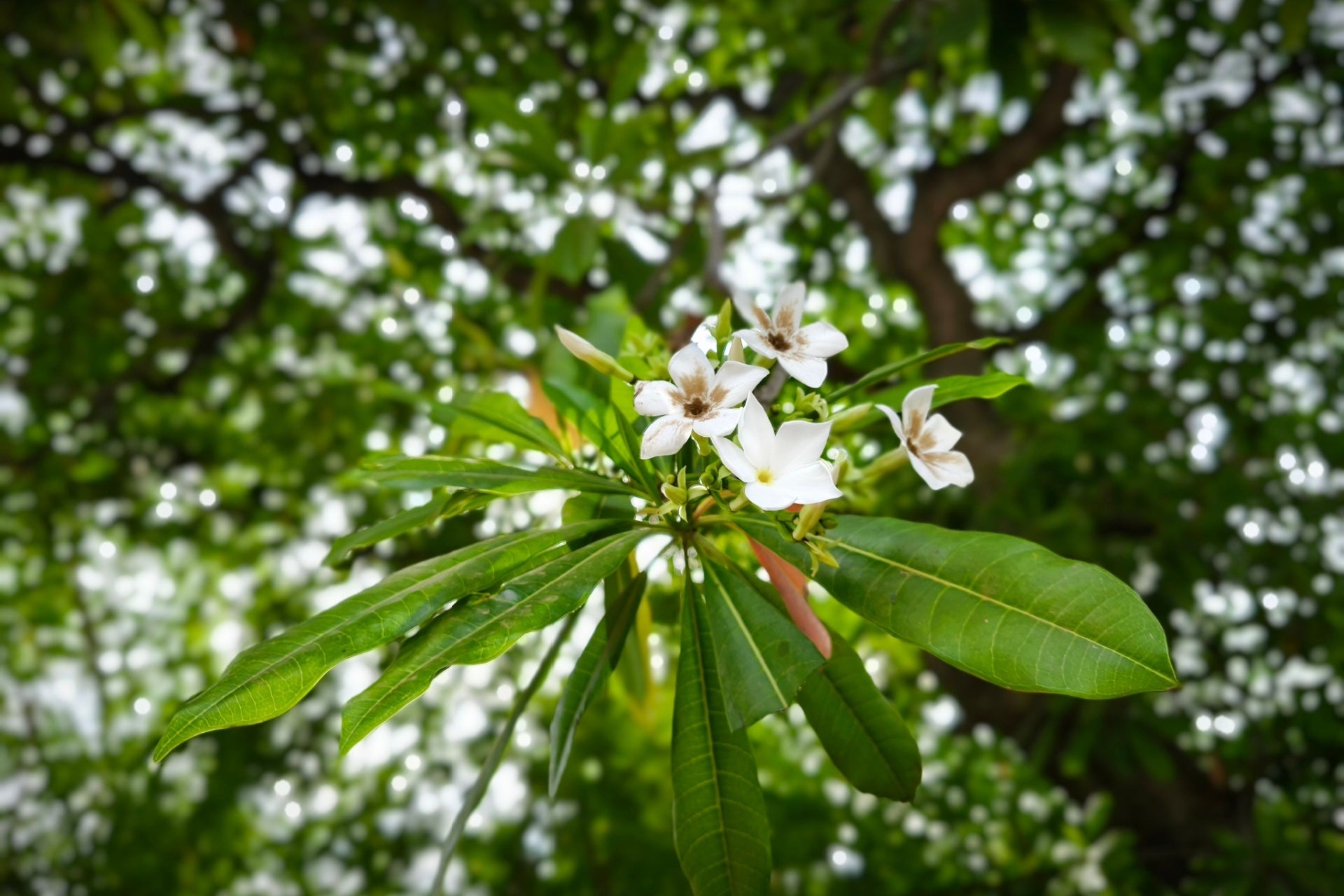 Delicate white Pong Pong Tree flowers with pink centers amid green leaves
