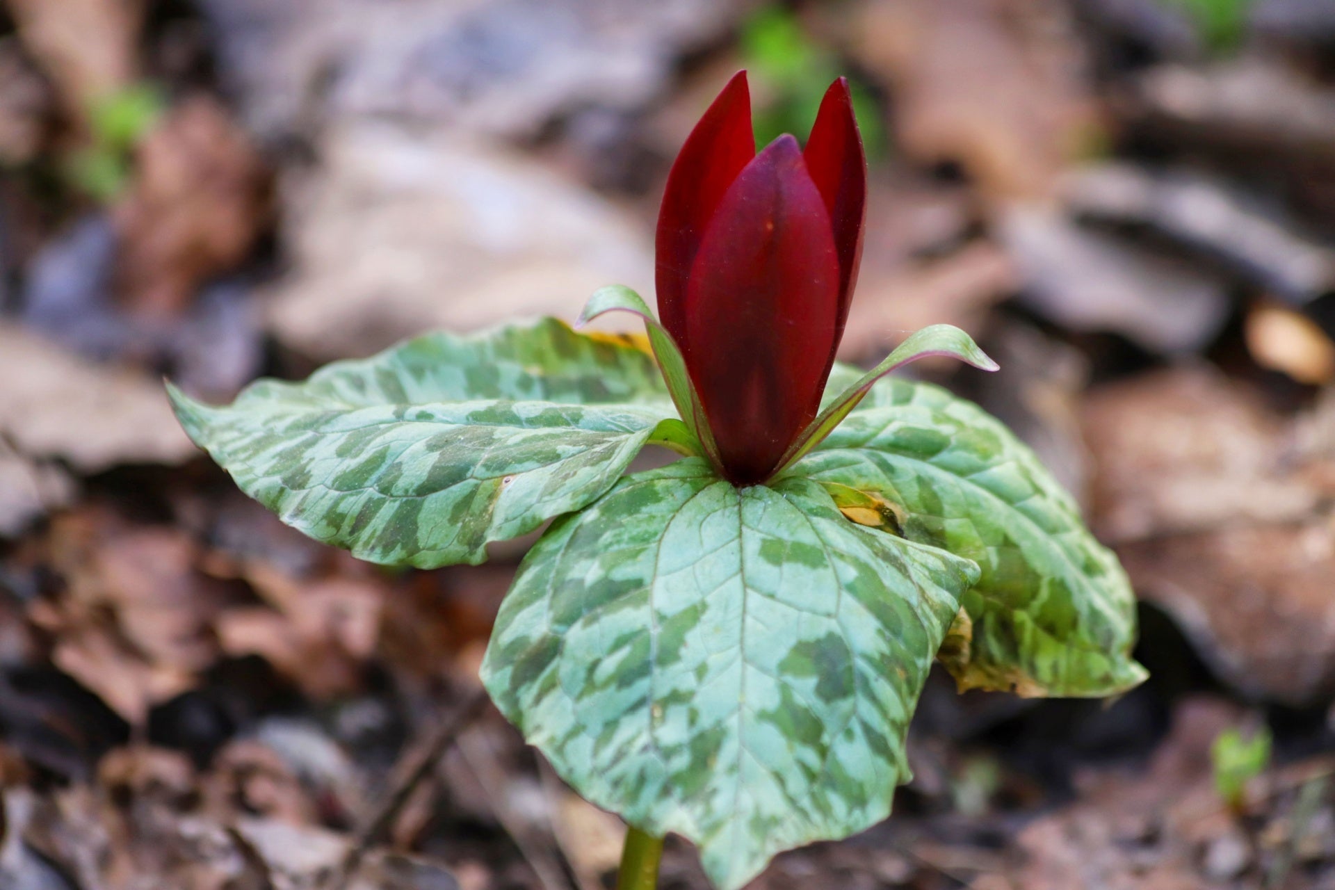 Little Sweet Betsy trillium flower with red petals and mottled leaves