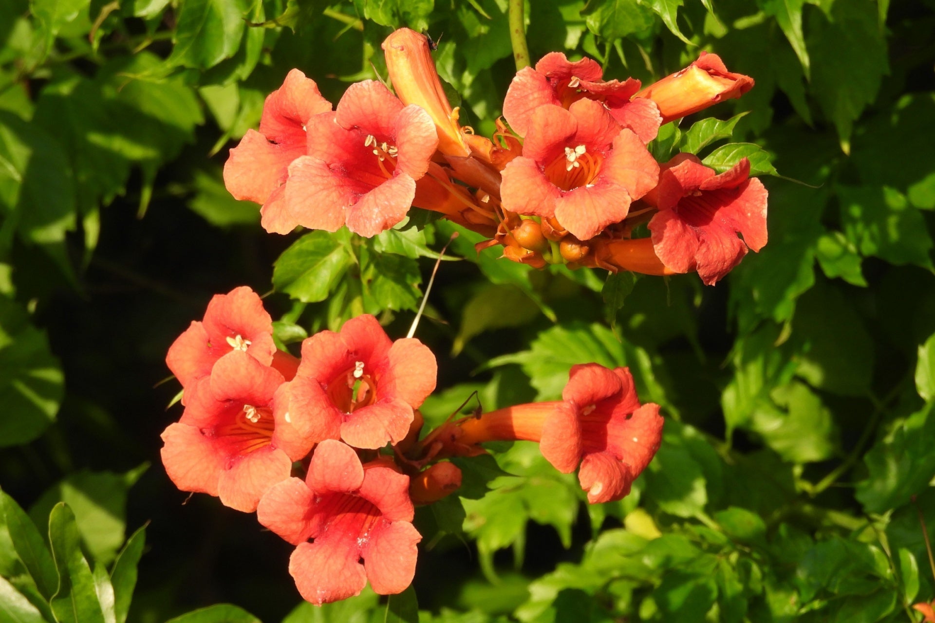 The Garden of Origins: How Gardening Came to Be