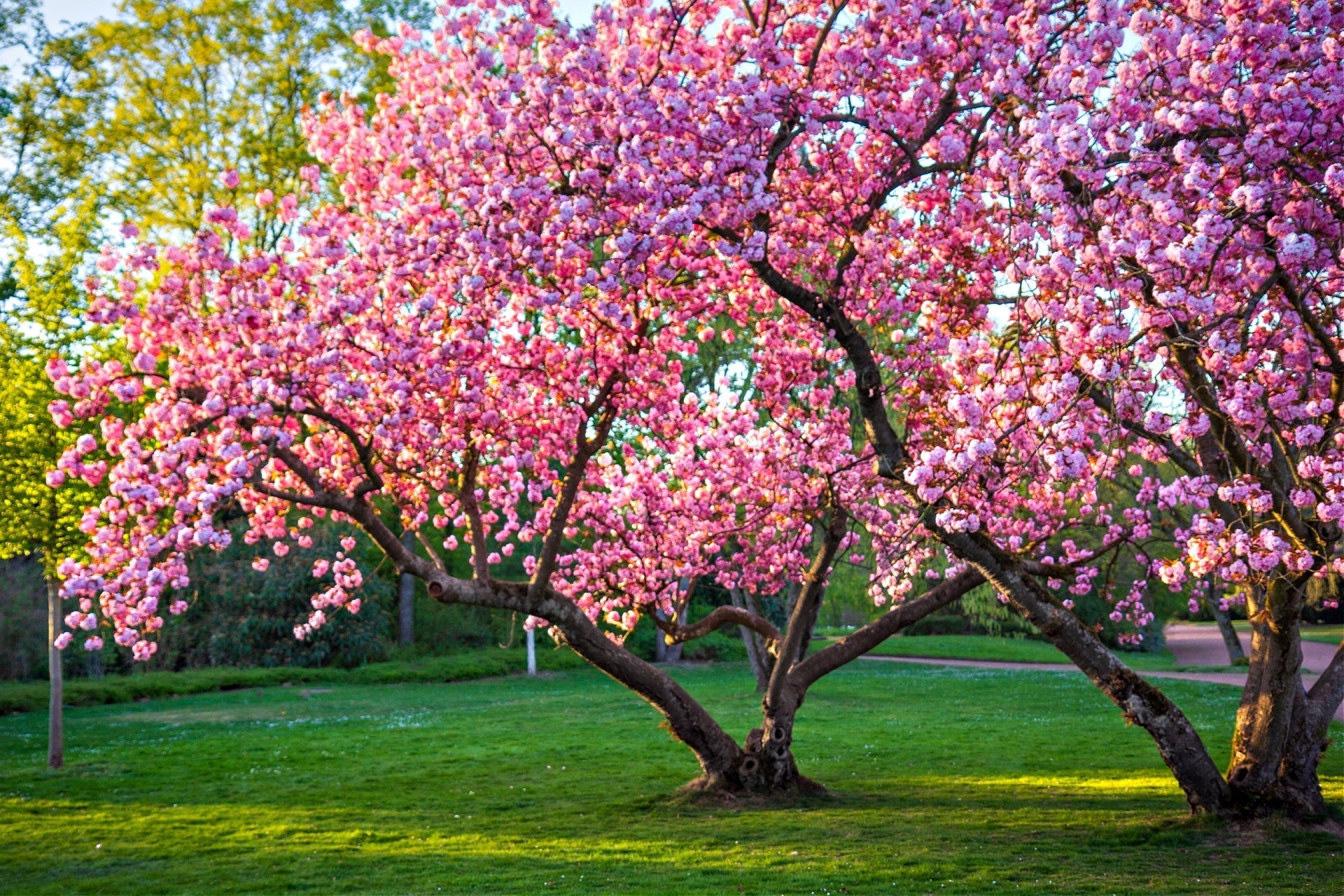 pink flowering tree