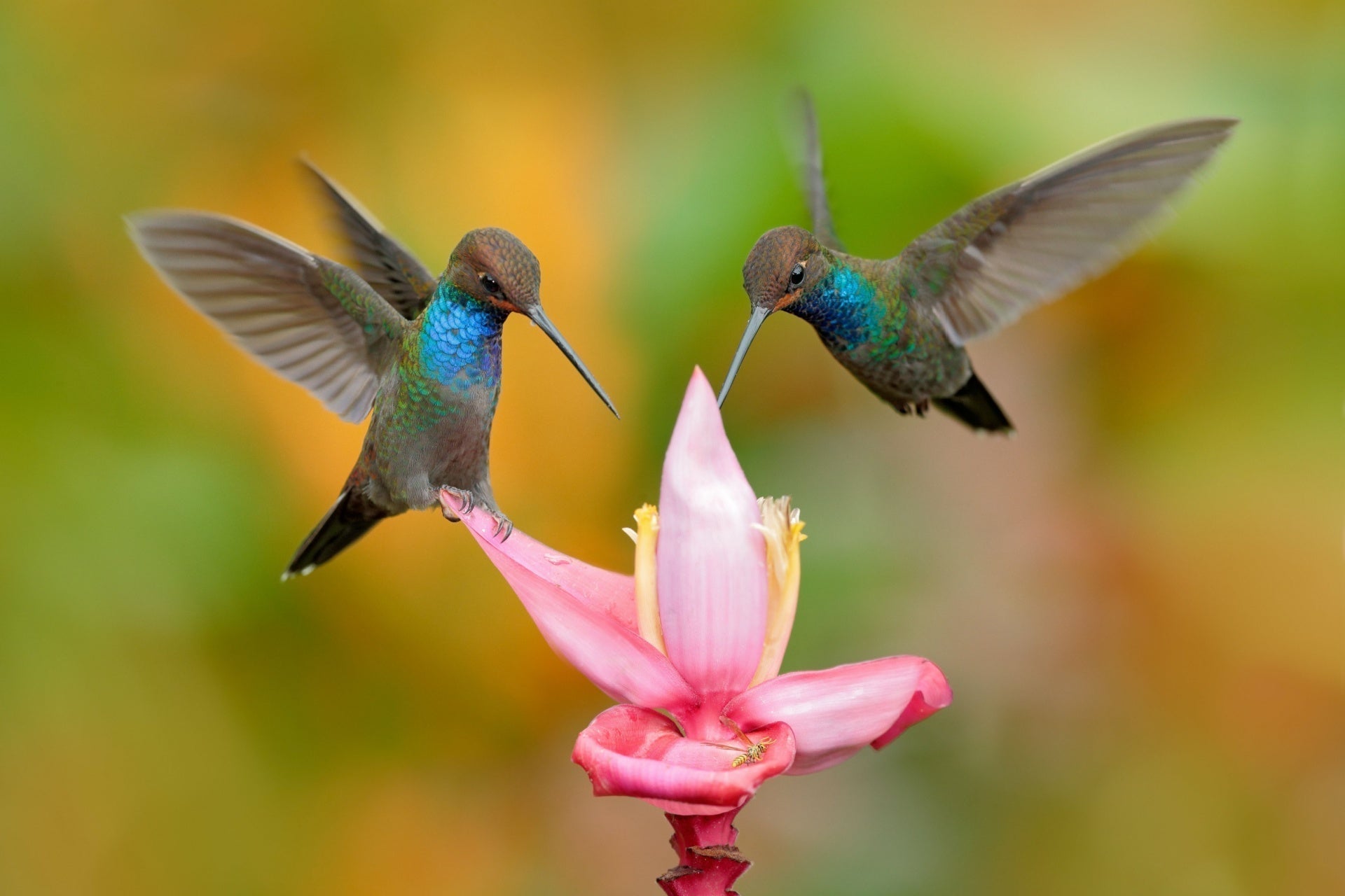 hummingbirds