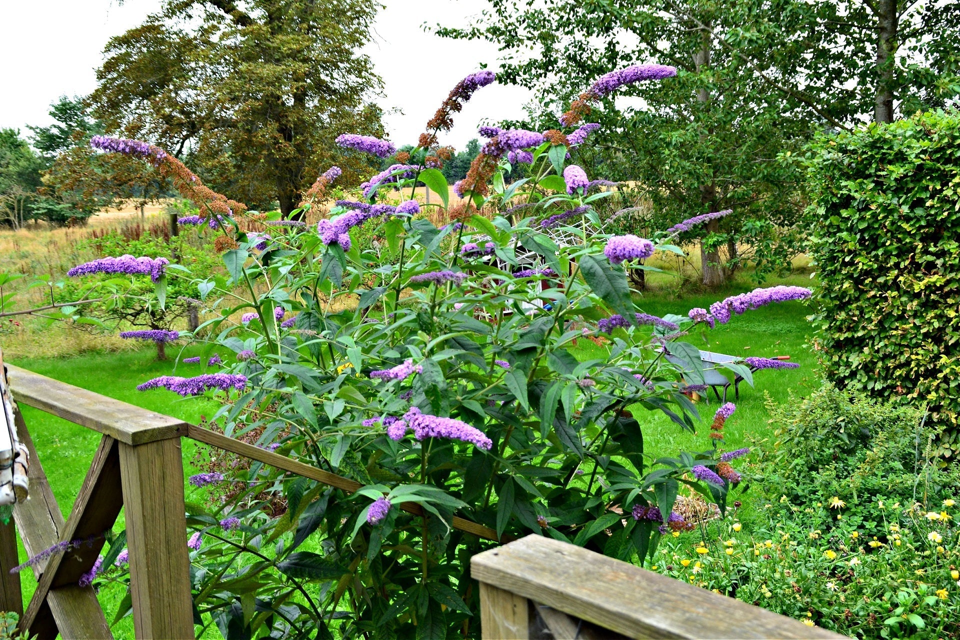Butterfly Bush