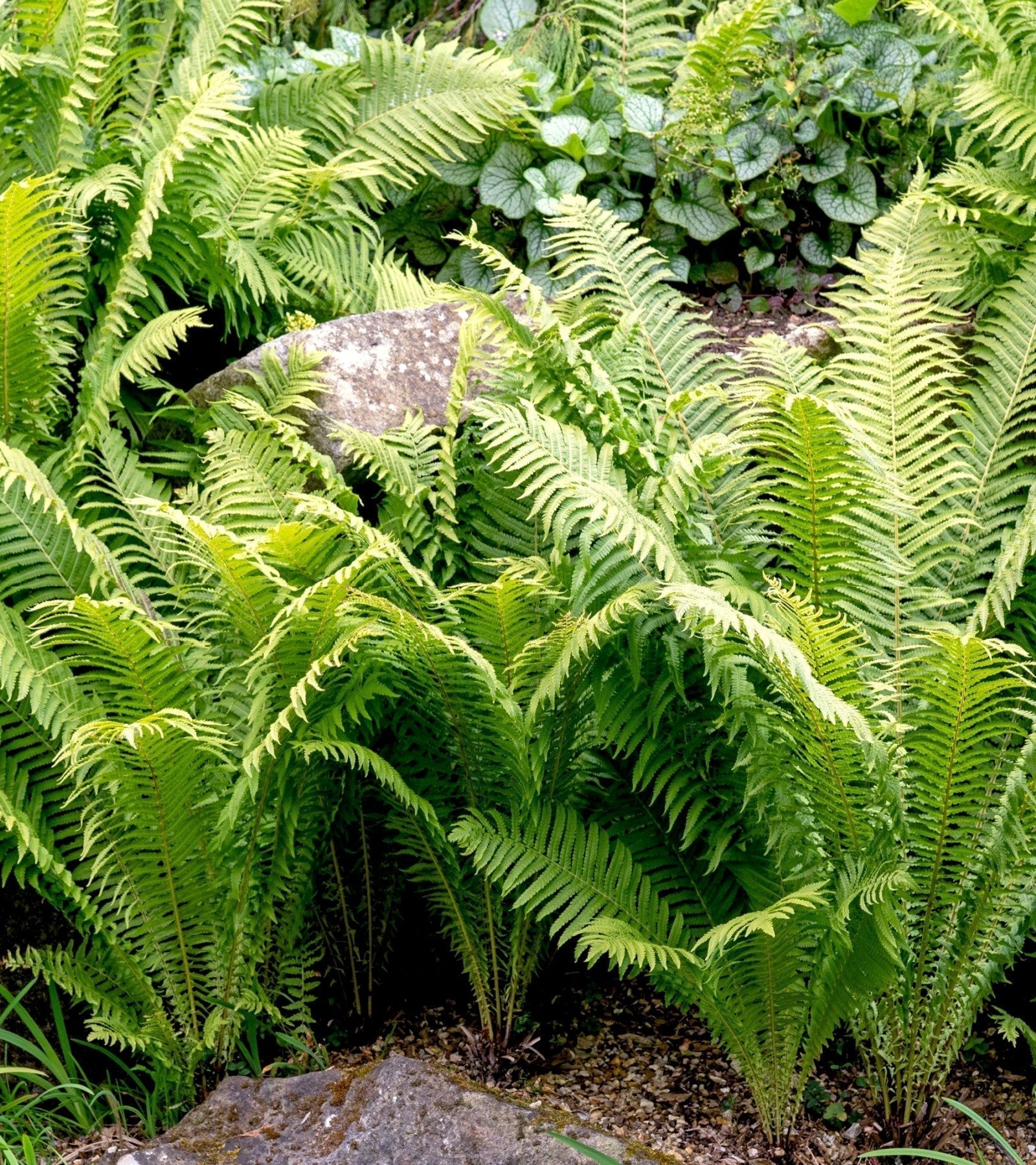 Exploring Fiddlehead Fern