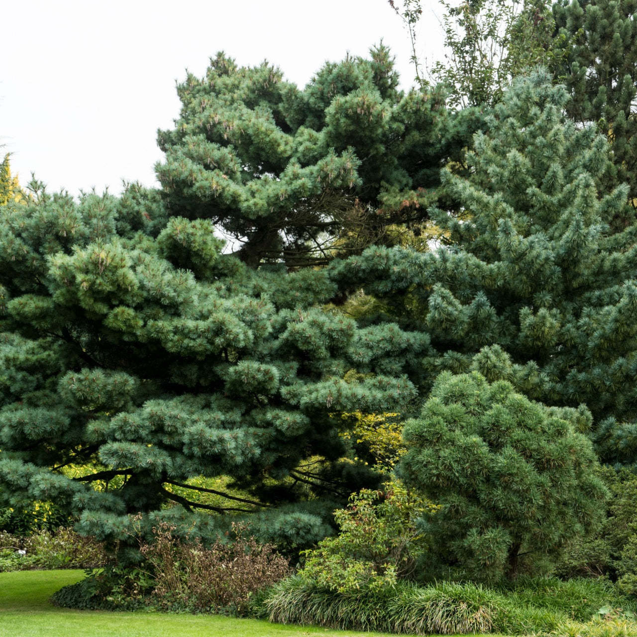 How Conifer Trees Strengthen Landscapes and Why Expert-Grown Stock Matters