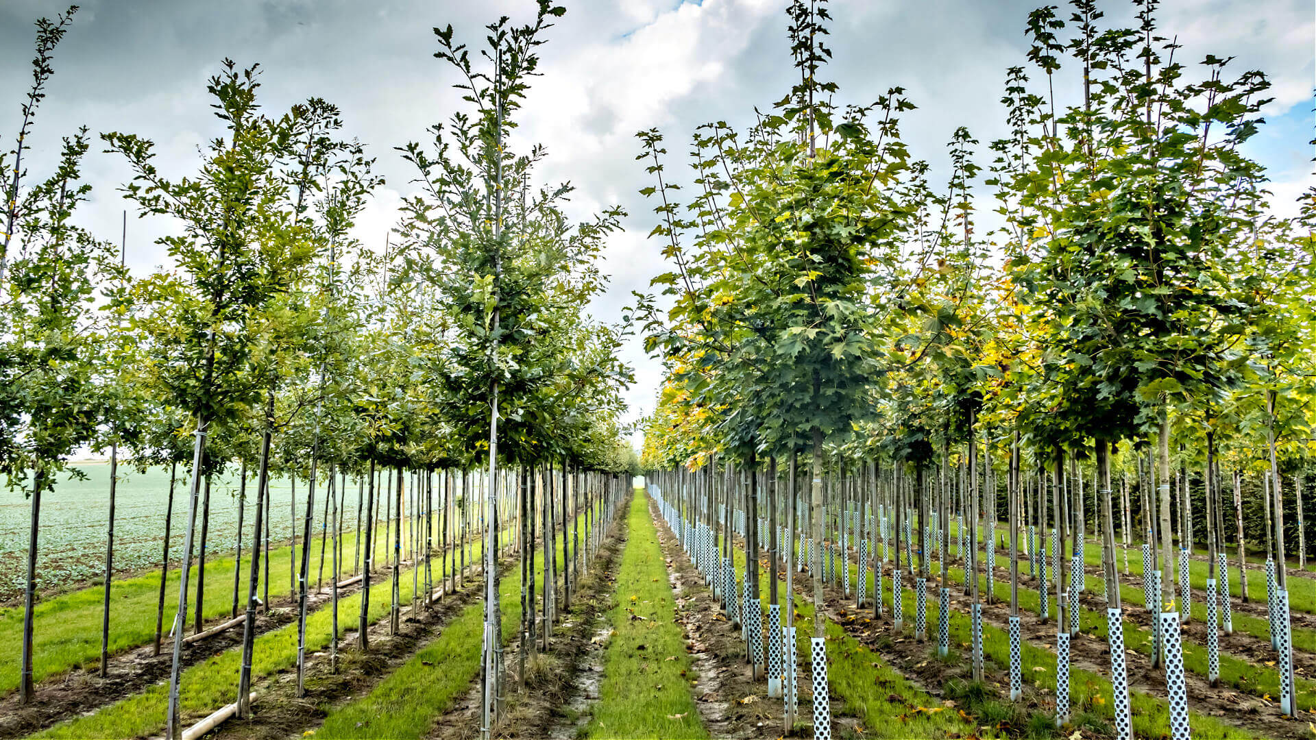 American Arboreal Wonders: Exploring the Exotic Native Trees of the US - TN Nursery