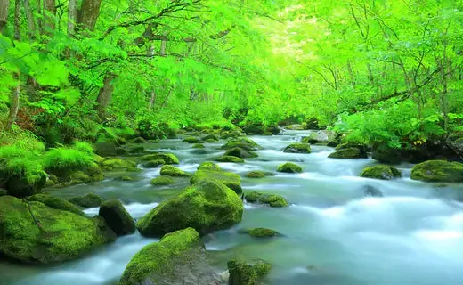 Serene stream over moss-covered rocks in lush forest, natures humidity regulator