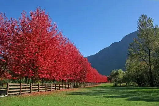 Fast Growing Trees - Information and Facts - TN Nursery