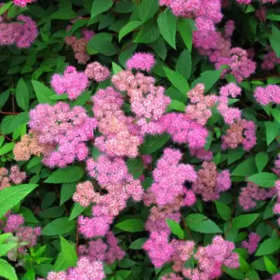 Vibrant pink spirea flowers bloom densely in lush green foliage for three-season color.