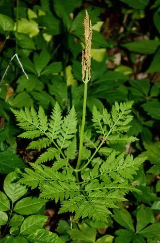 Rattlesnake Fern: A Fern Found Anywhere - TN Nursery