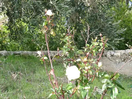 Delicate white rose blooming in green foliage for rose planting guide