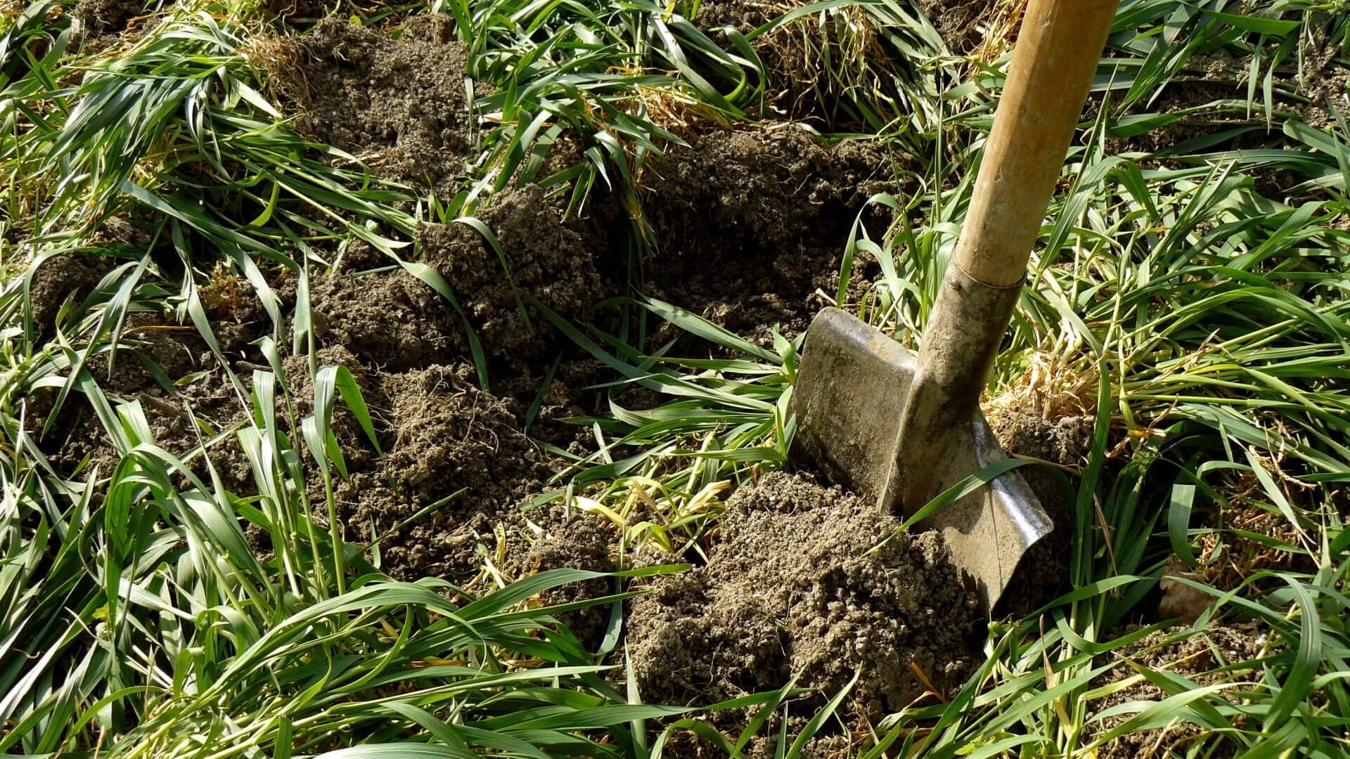 Is Green Manure Good for All Plants? - TN Nursery