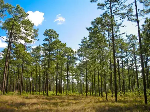 Tall yellow pine trees in dense forest under bright blue sky