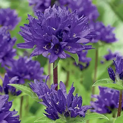 Environmental Benefits of Planting Perennials - TN Nursery