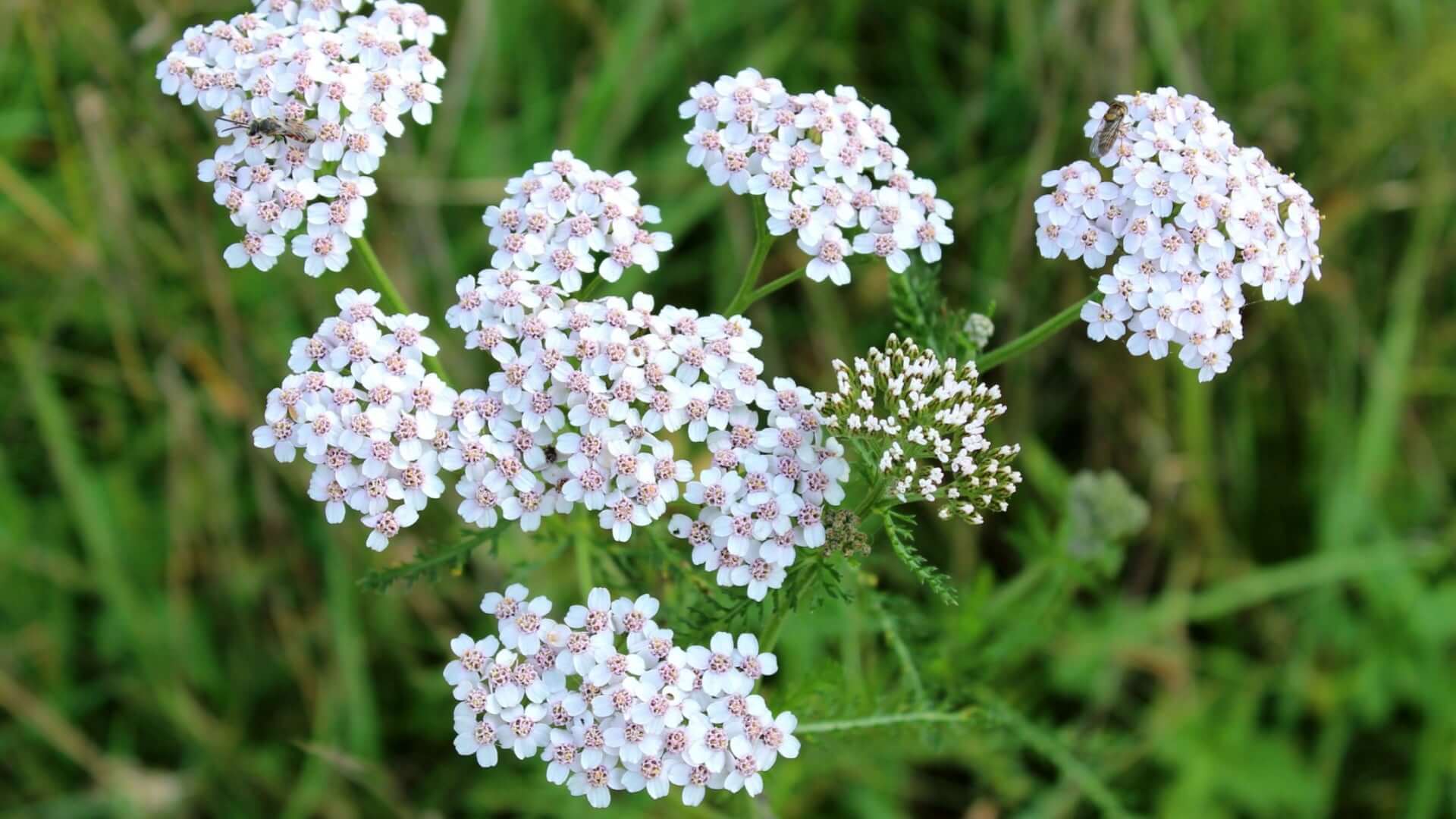 Explore the Benefits and Care Tips for Yarrow in Your Garden – TN Nursery, image size:1920x1080